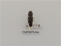 藏品(叩頭蟲(1))的圖片